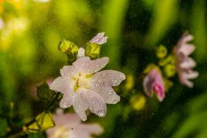 cores de campo rosa com gotículas e um fogão coletando pólen foto