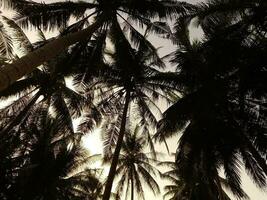 Palma árvores estão isolado com pôr do sol céu dentro fundo capturado baixo ângulo foto