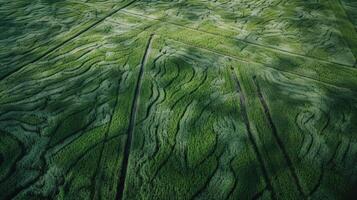 generativo ai, campo do verde Relva com água aspergido, aéreo Visão zangão fotografia. pântano panorama. foto