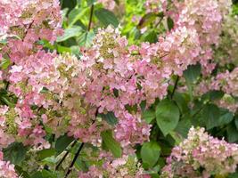 lindas flores rosa em um arbusto de hortênsia paniculata foto