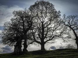 silhuetas de árvores iluminadas com galhos nus de inverno foto