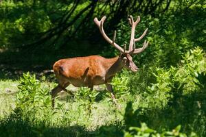 vermelho cervo, cervus Elaphus foto