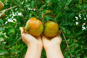 menina Verificações romã fruta para maturidade dentro jardim foto