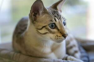 retrato do uma doméstico gato. uma mistura do bengali e oriental raças foto