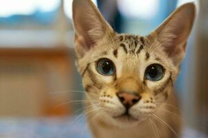 retrato do uma doméstico gato. uma mistura do bengali e oriental raças foto