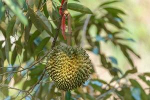 ramo do durian em árvore foto