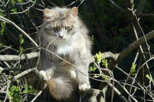 gato sobe uma árvore. encantador gato retrato em uma árvore ramo dentro natural condições. seletivo foco. foto