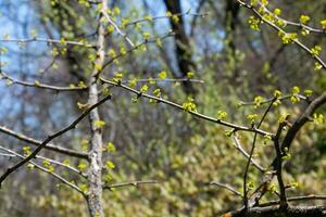 fresco brilhante verde folhas do ginkgo biloba eu pêndula em galhos dentro cedo Primavera. galhos do uma ginkgo árvore dentro a botânico jardim do a dnieper dentro Ucrânia. foto