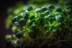 vegano cru saudável Comida brotar microgreens generativo ai foto