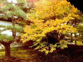 fechar-se ginkgo biloba árvore dentro Japão outono foto