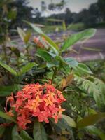 de ashoka flor é florescendo dentro a jardim. foto