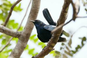 oriental pega-robin, copsychus saularis pássaro foto