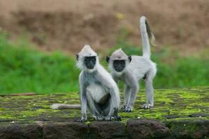 adornado cinzento langur, semnopithecus príamo, sri lanka foto