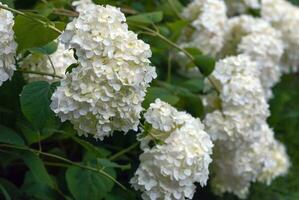 branco hortensia flores hortênsia arborescens floribg dentro jardim foto