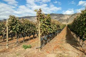 uvas em a videira dentro uma Vinhedo dentro osoyoos, britânico Colômbia, Canadá foto