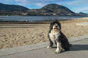 cachorro em a de praia às okanagan lago dentro penitência, britânico Colômbia, Canadá foto