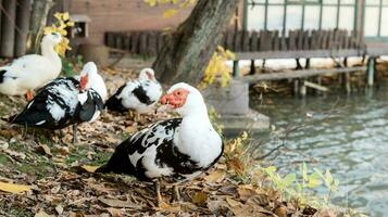 muscovy Pato dentro jardim zoológico foto