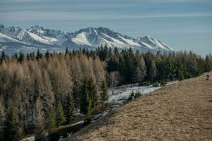 montanha, árvore, neve Primavera foto a partir de Eslováquia, Liptov 10.04.2023