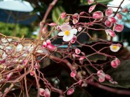 begônia hidrocotilifolia ornamental flores dentro a jardim foto