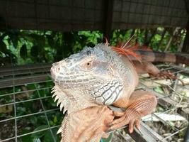 retrato do grande iguana, linda iguana vermelho laranja colori herbívoro lagartos olhando fechar-se foto