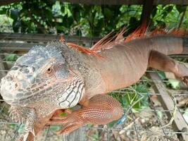 retrato do grande iguana, linda iguana vermelho laranja colori herbívoro lagartos olhando fechar-se foto