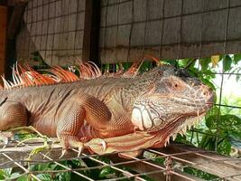 retrato do grande iguana, linda iguana vermelho laranja colori herbívoro lagartos olhando fechar-se foto