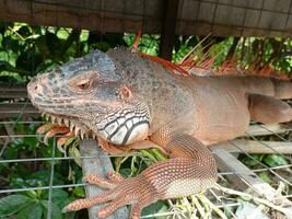 retrato do grande iguana, linda iguana vermelho laranja colori herbívoro lagartos olhando fechar-se foto