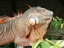 retrato do grande iguana, linda iguana vermelho laranja colori herbívoro lagartos olhando fechar-se foto