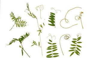 seco plantar, herbário. verde plantas, grama. elementos em uma branco backgroundkground foto