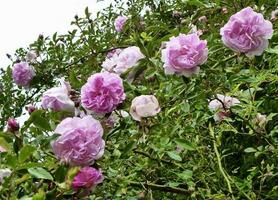 rosa gallica, francês rosa dentro uma lindo jardim foto