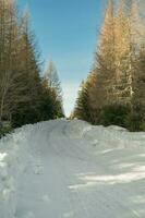 montanha, árvore, neve Primavera foto a partir de Eslováquia, Liptov 10.04.2023