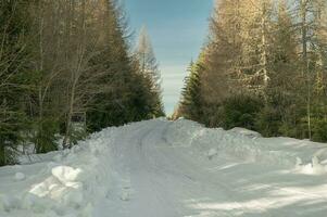 montanha, árvore, neve Primavera foto a partir de Eslováquia, Liptov 10.04.2023