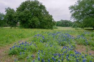 bluebonnets, lupinus texensis, crescer dentro uma Prado perto ampla árvores foto