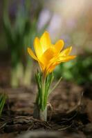 dourado açafrão açafrão crisanto fuscotinctus floresce dentro uma jardim dentro marcha foto