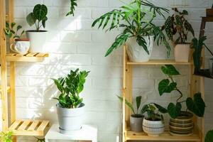 prateleiras com uma grupo do interior plantas dentro a interior. planta de casa crescendo e carinhoso para interior plantar, verde casa foto
