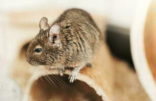 pequeno fofa cinzento esquilo degu foto