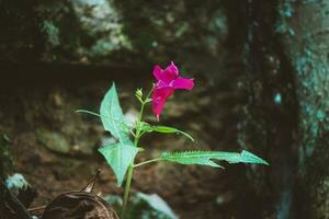 impatiens textori Rosa flor com grandes verde folhas crescendo sozinho dentro uma assustador Sombrio floresta foto