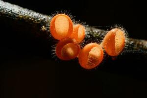 jovem fungos copo vermelho cogumelo champanhe copo ou Rosa queimar xícara, foto
