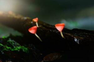 fungos copo vermelho cogumelo champanhe copo ou Rosa queimar xícara, foto