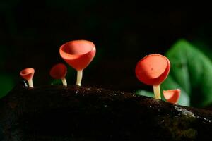 fungos copo vermelho cogumelo champanhe copo ou Rosa queimar copo foto