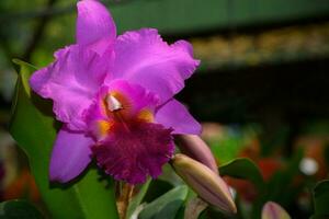 lindo Rosa híbrido cattleya flor orquídea foto