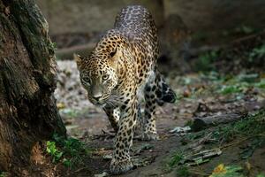 sri lankan leopardo, Panthera Pardus kotiya foto