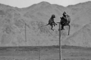 engraçado macaco sentado em pedra e olhando por aí com natural fundo, macacos sentado em metal cerca foto