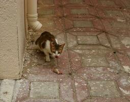 Castanho e branco gato em vereda e assistindo acima e baixa dentro rua, gato comendo carne foto