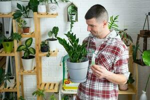 gotejamento fertilizante para em vaso plantas zamiokulkas, estimulador do desenvolvimento, crescimento aceleração, casa plantar Cuidado. uma garrafa do líquido é inserido dentro a mão do cara. casa colheita Produção foto