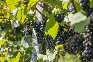 fechar-se do cachos do maduro vermelho vinho uvas em videira, seletivo foco dentro Áustria. foto