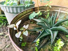 ornamental plantar Haworthia limifolia marloth com uma piscina do água dentro uma flor Panela foto