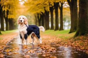 retrato do uma lindo Inglês normatizador cachorro dentro a parque. generativo ai foto