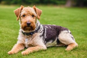 retrato do uma lindo airedale terrier cachorro dentro a parque. generativo ai foto