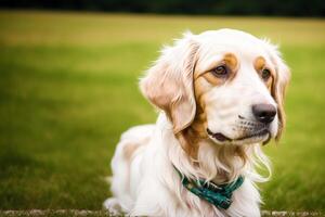 retrato do uma lindo Inglês normatizador cachorro dentro a parque. generativo ai foto